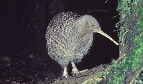 kiwi3.jpg