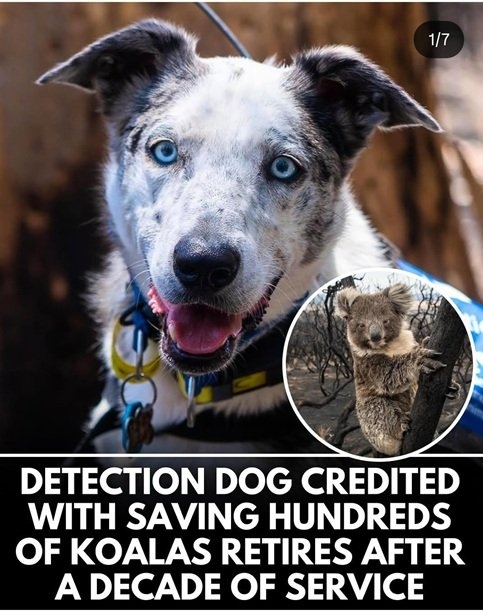 koala dog.jpg