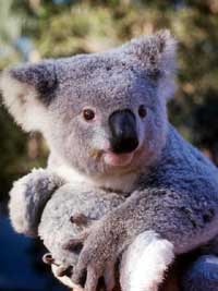 koala.jpg
