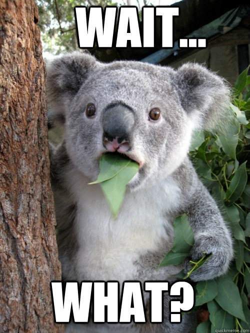 koala.jpg