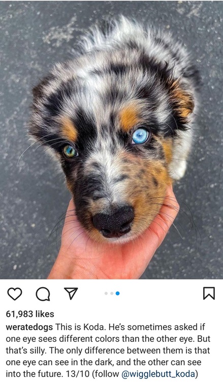 koda dog.jpg