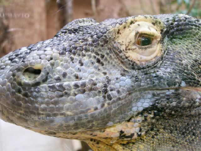 komodocloesup.jpg