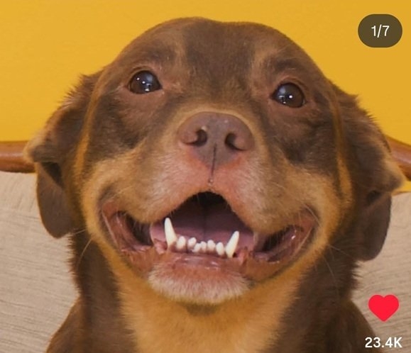 kona dog.jpg