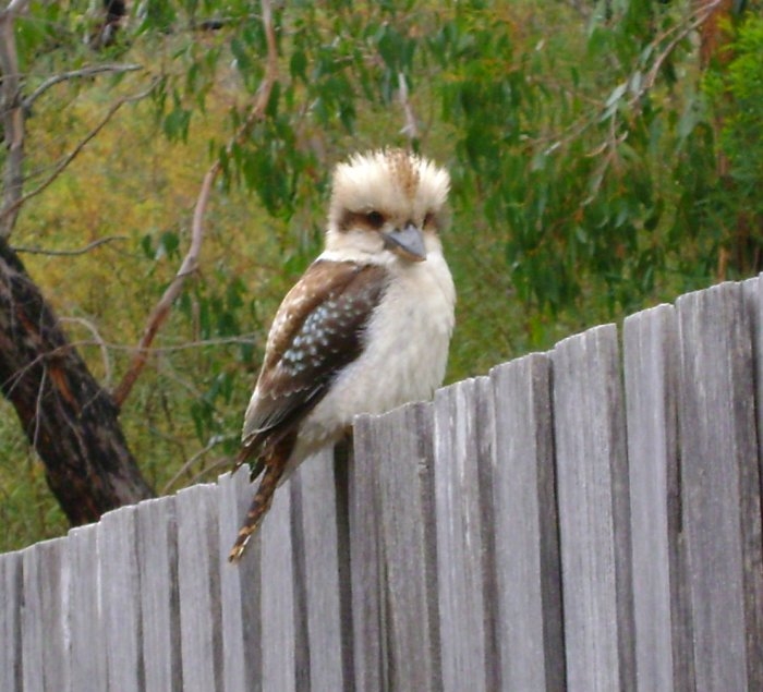 Kookaburra.jpg