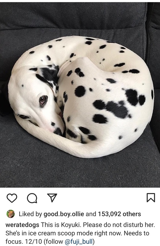 koyuki dog.jpg