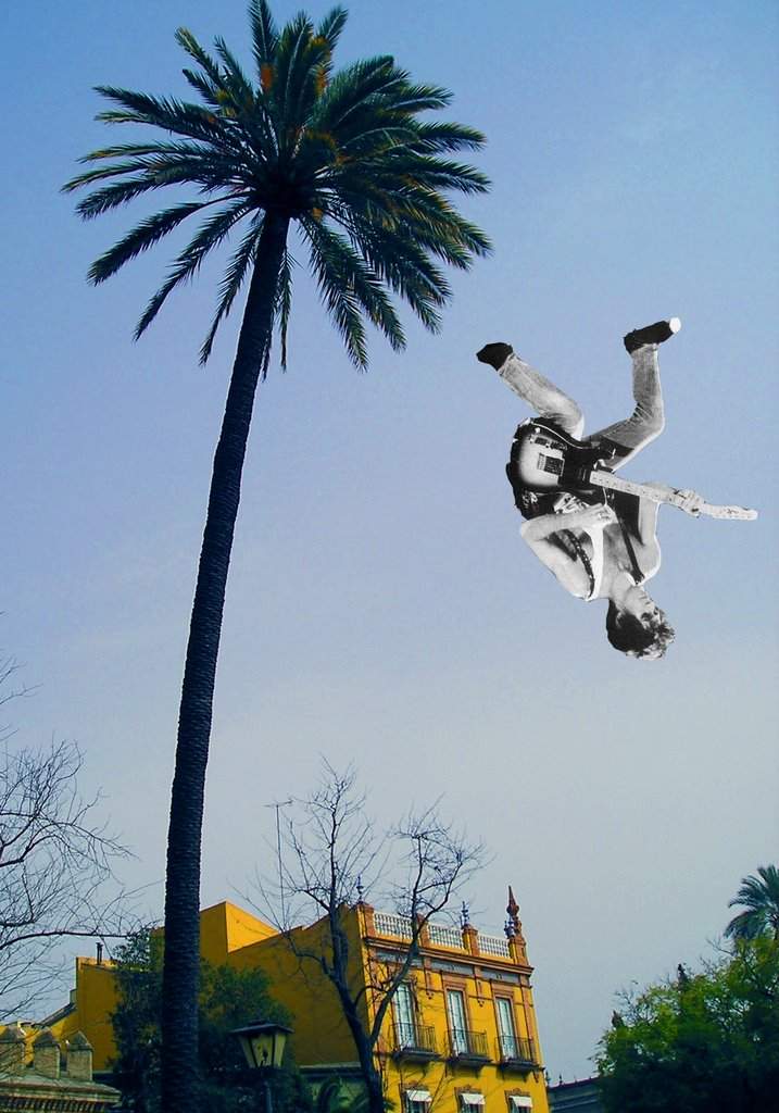 KRpalm tree.jpg