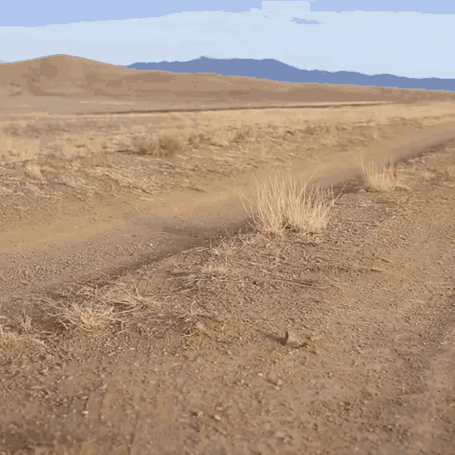 krzak-tumbleweed.gif