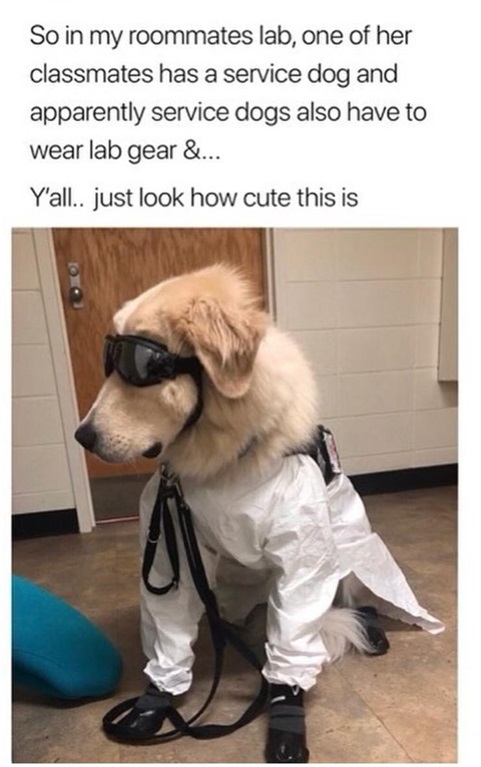 lab dog.jpg