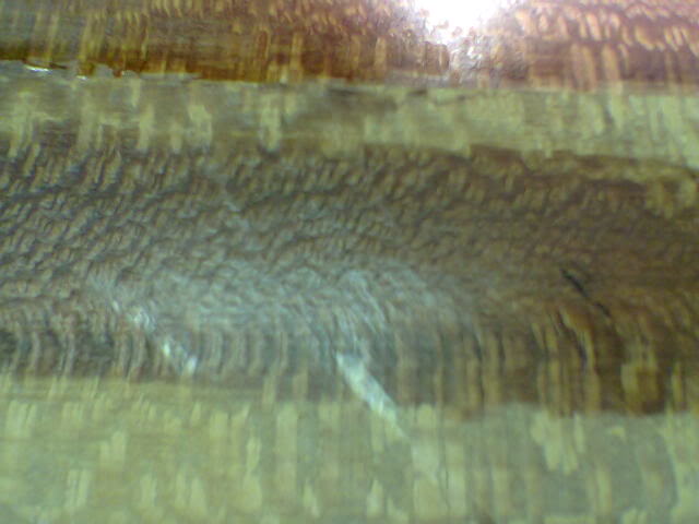 Lacewood2090506.jpg