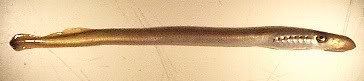 LAMPREY1.jpg