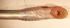 LAMPREY2.jpg