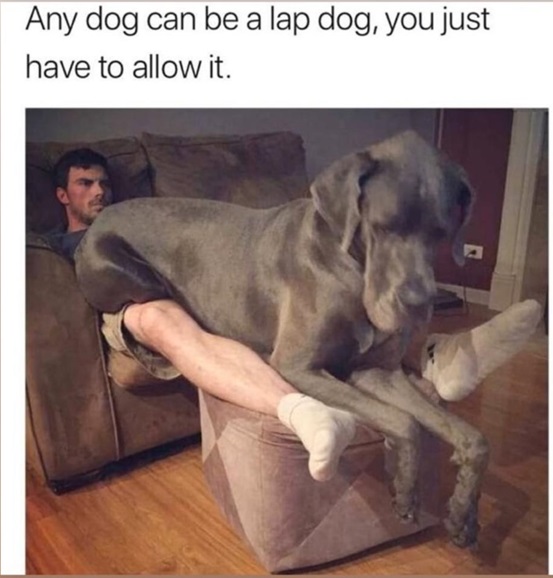 lap dog.jpg