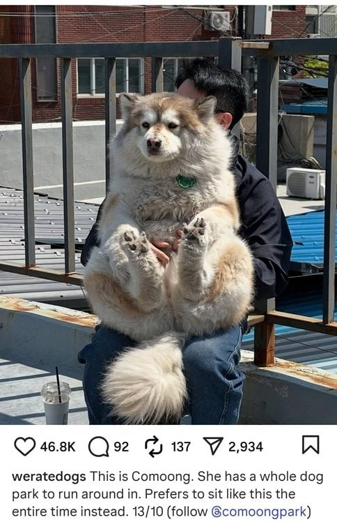 lap dog.jpg