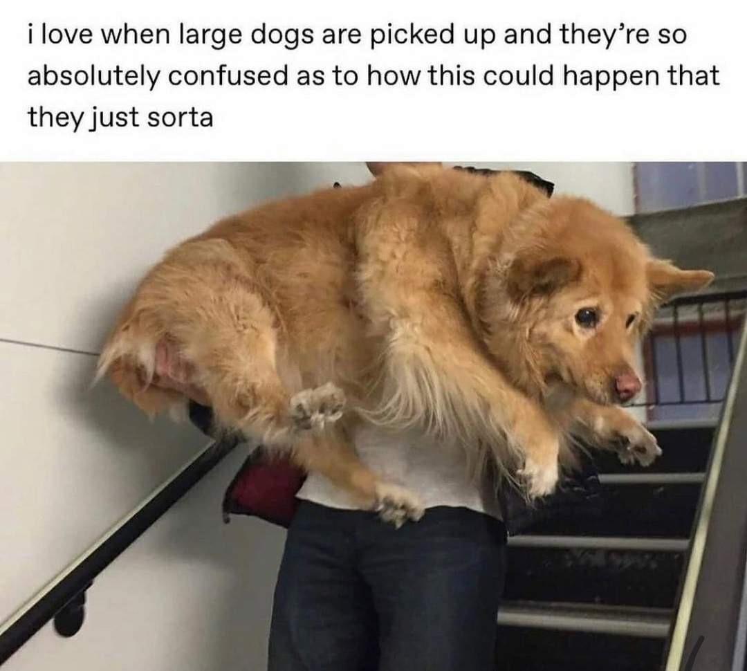 large dog picked up.jpg