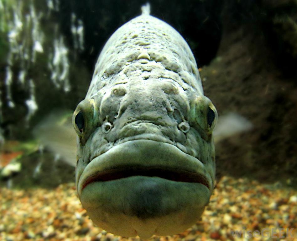 largemouth-bass-face.jpg