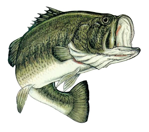 Largemouth.jpg