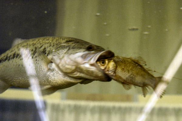 largemouth_bass1.jpg