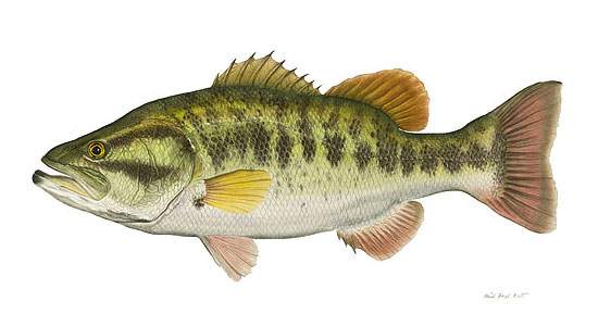 largeMouthBass.jpg