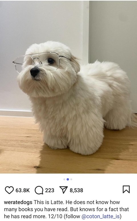 Latte dog.jpg