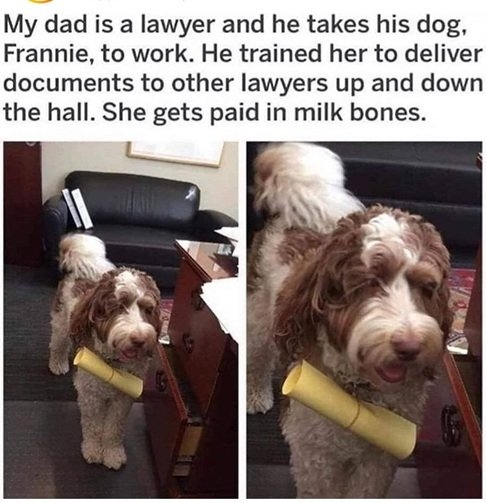 law dog.jpg