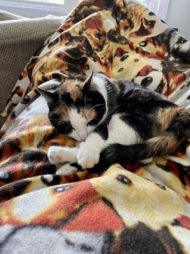 Lazy Bean.jpg