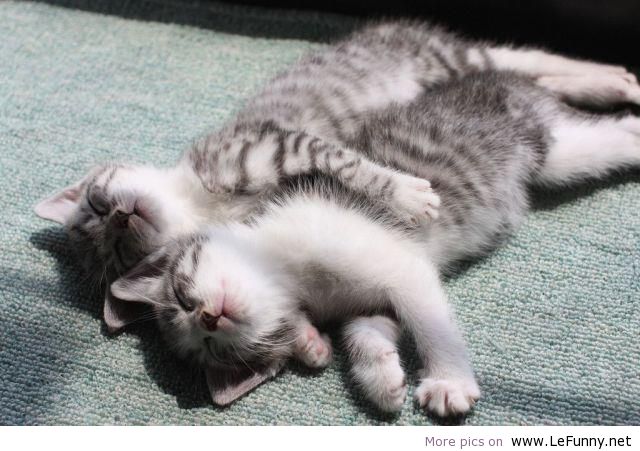 Lazy-cats.jpg