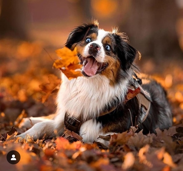 leaf dog.jpg