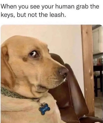 leash.jpg