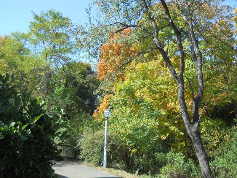 leaves06.jpg