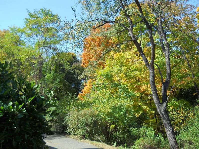 leaves06.jpg