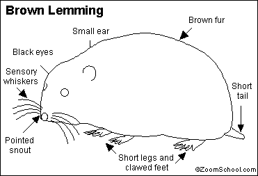Lemming_bw.gif