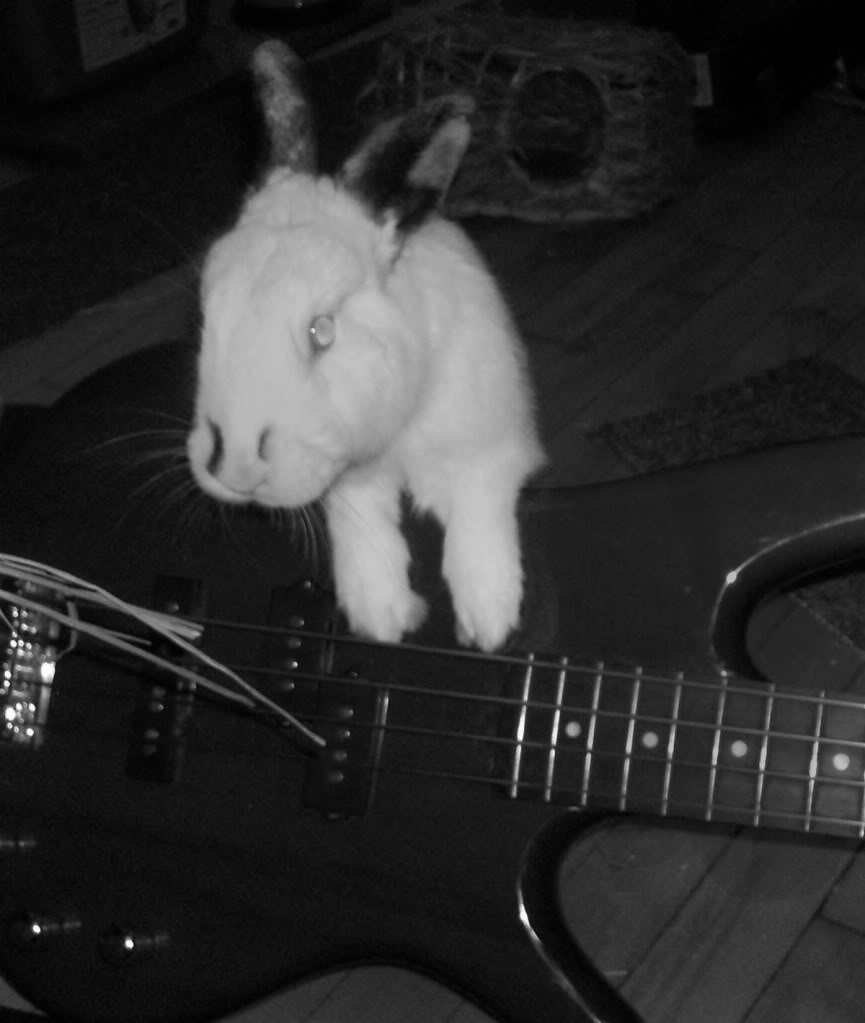 lemmy.jpg
