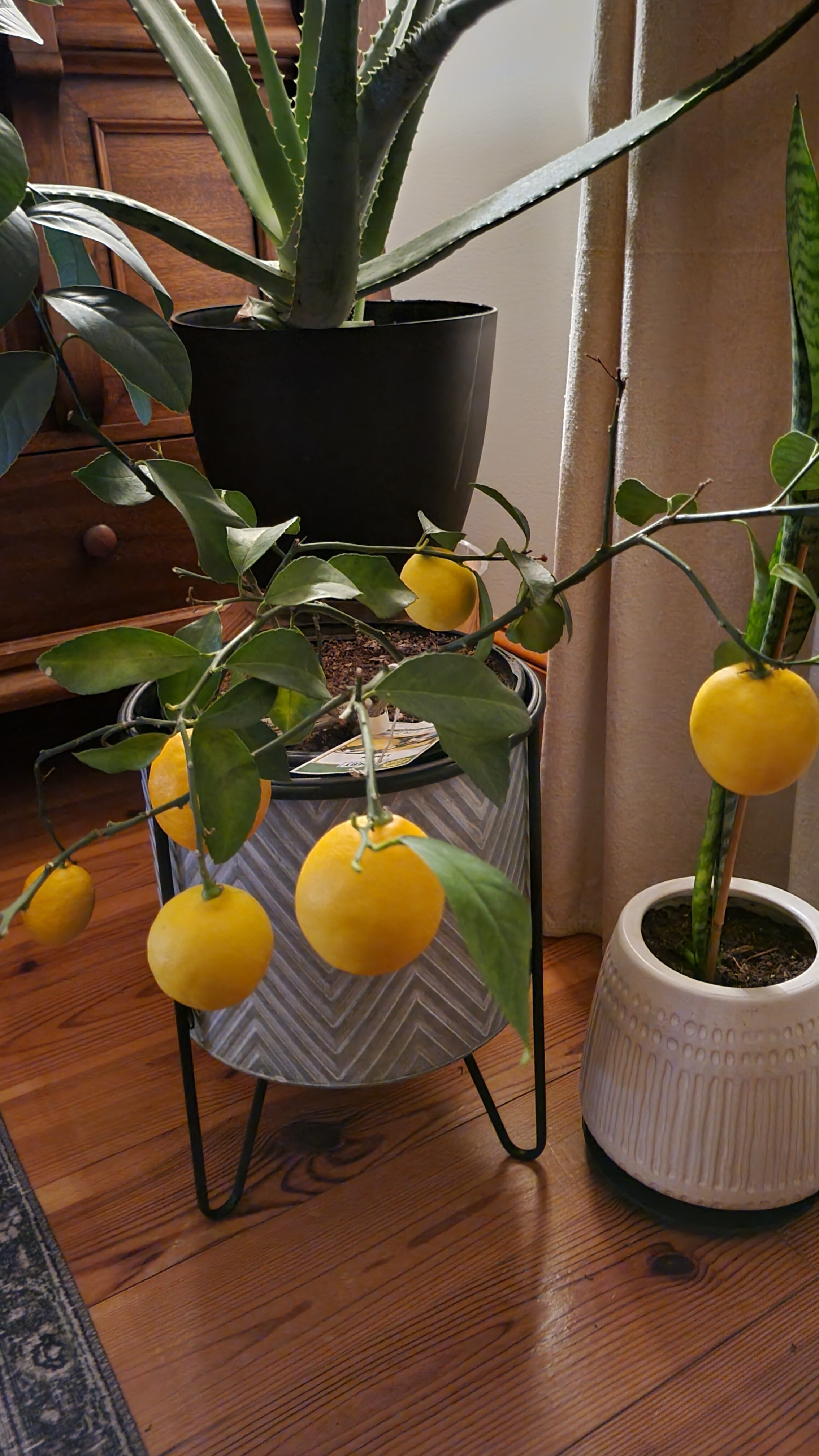 LemonTree.jpg