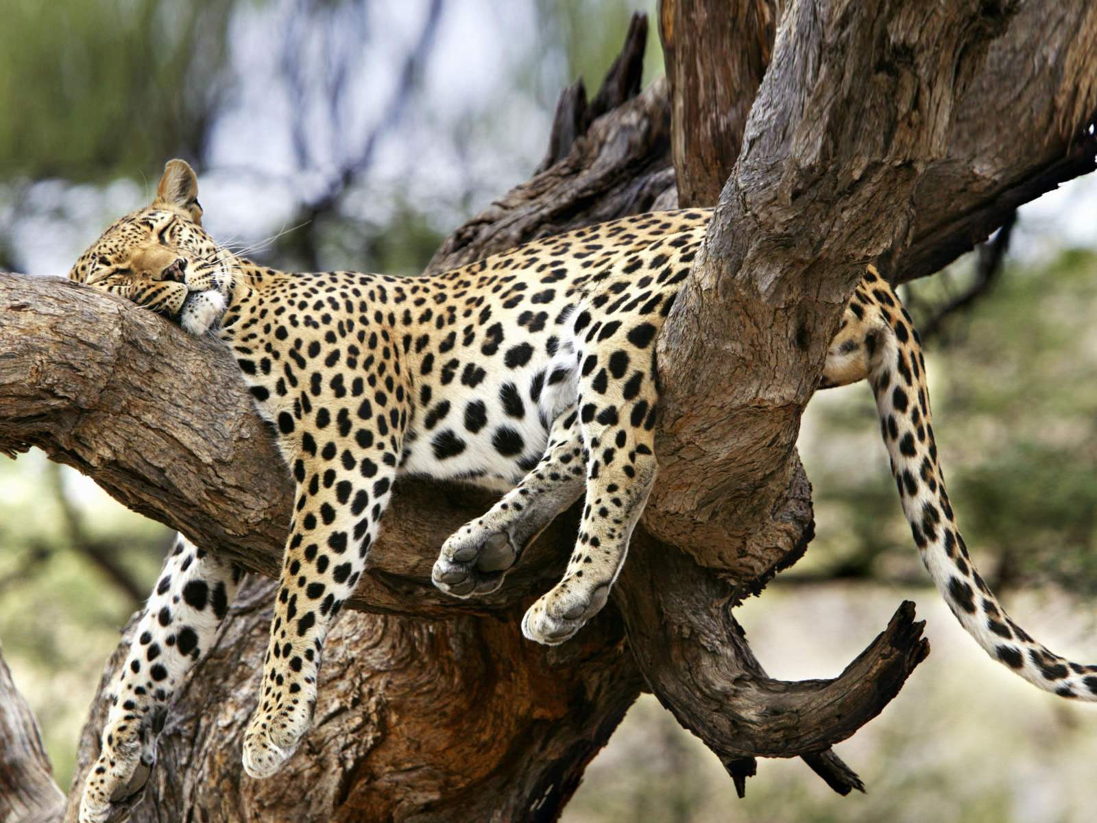 leopard nap.jpg