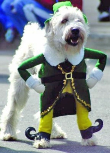 leprechaun+dog.jpg
