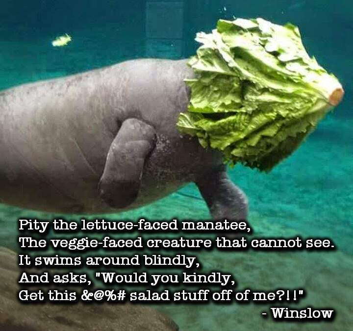 Lettuce-Faced Manatee-win.jpg