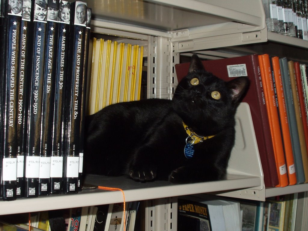 lib%20cat%20010.jpg