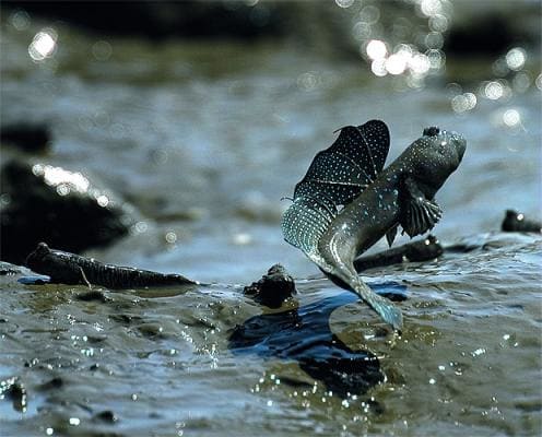 life-mudskipper_1523782i.jpg