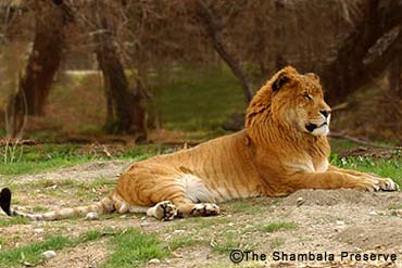 liger_whambala(org).jpg