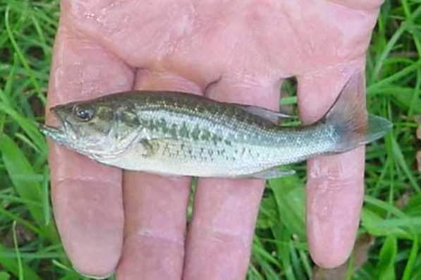 Light Bass.jpg
