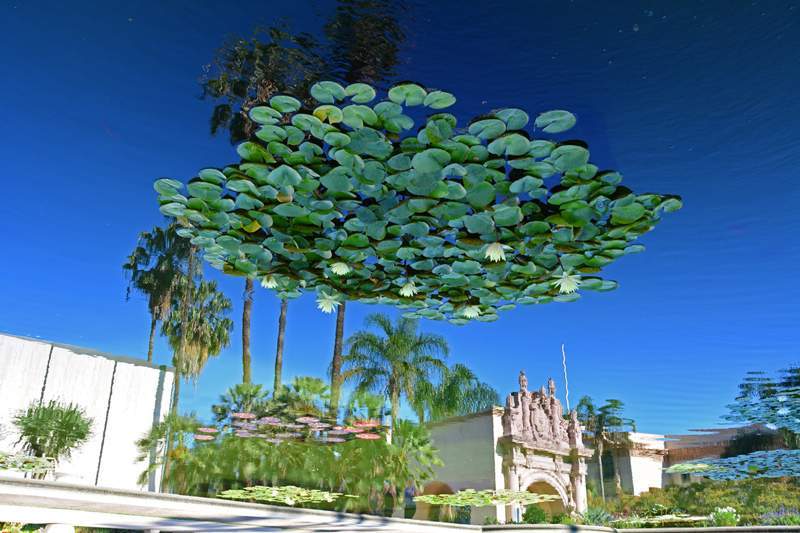 Lily-Pond-USD-800.jpg