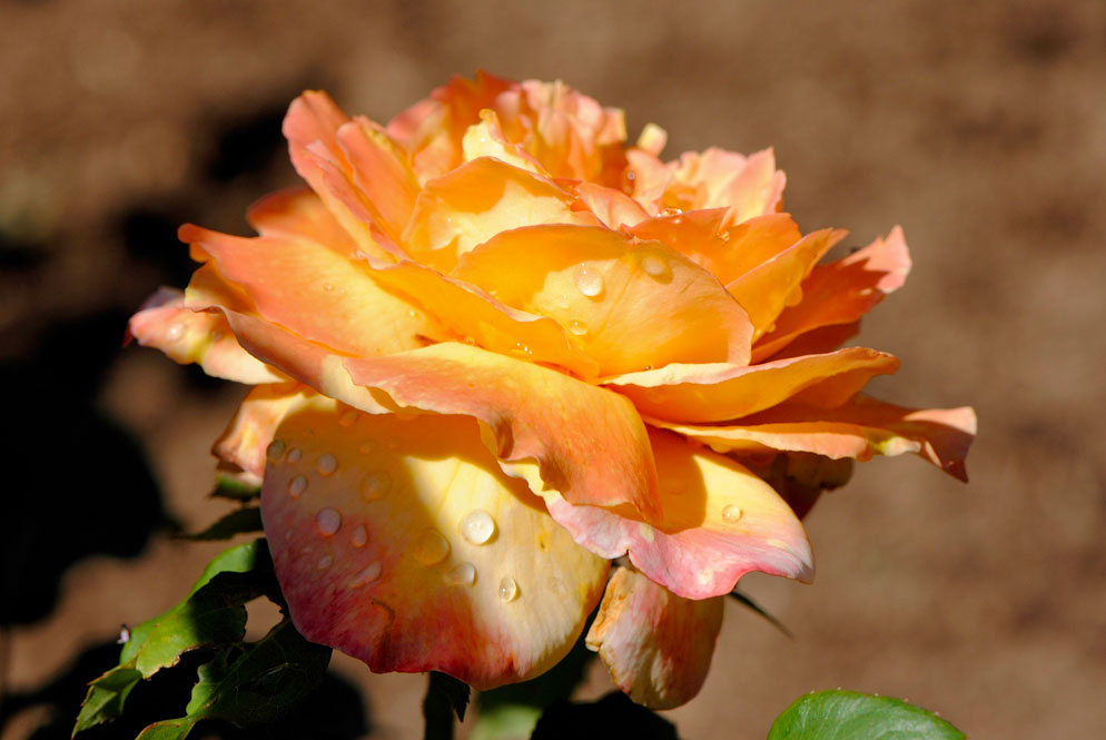 Lindsay-Silverman-macro-example-01.jpg