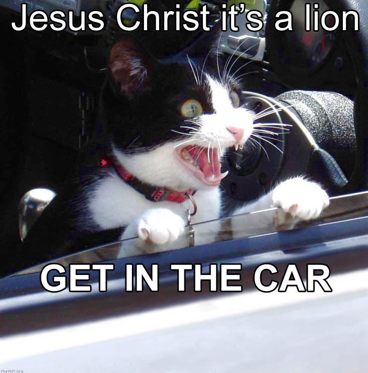 lion.jpg