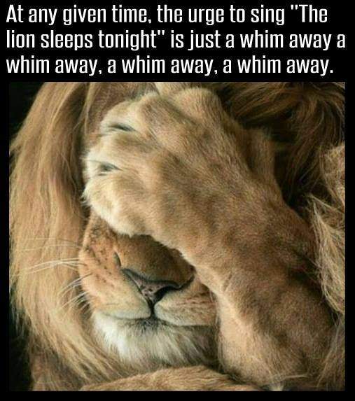 lion.jpg