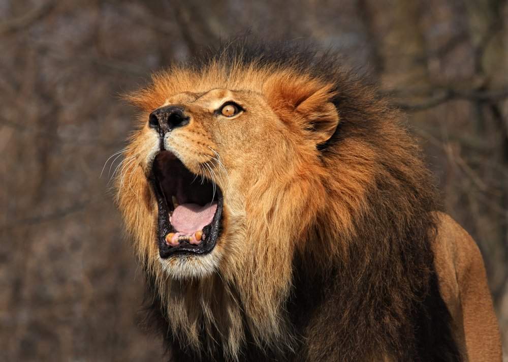Lion-Roar.jpg
