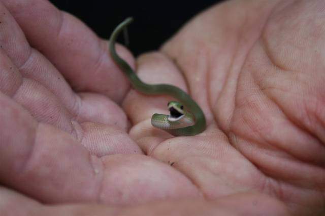 little snake.jpg