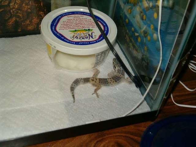 littlefoot.jpg