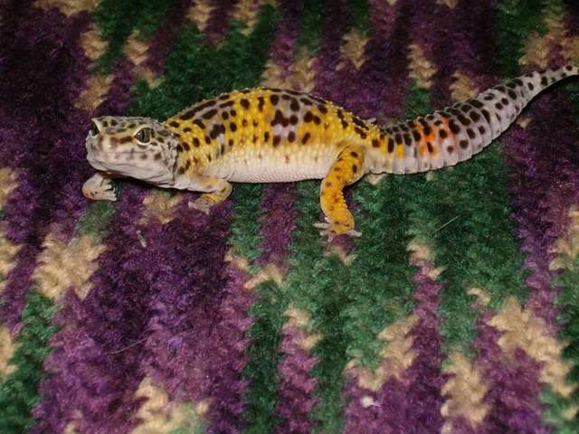 littlefoot11.jpg