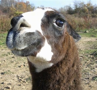 Llama1UpsetCIMG7621.jpg