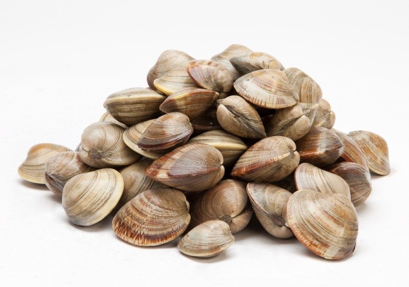 lnclams.jpg